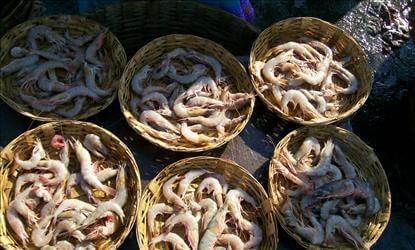 భారత రోయ్యల వ్యాపారస్తుల పట్ల అమెరికా సంచలన నిర్ణయం..!